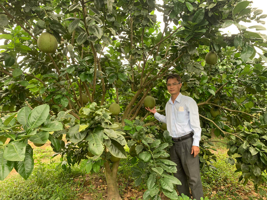 Nhờ mô hình tưới tiết kiệm nước, vườn bưởi của gia đình ông Nguyễn Văn Kiểm (tổ dân phố 6, thị trấn Phú Túc) phát triển nhanh, ra trái sum suê. Ảnh: Vũ Chi