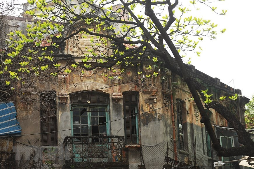 Những ngày cuối xuân, khi thời tiết ấm dần lên cũng là lúc cây bàng bật chồi thành những lá non mơn mởn. Ảnh: Phạm Hậu/TTXVN