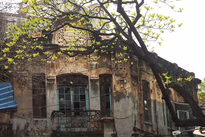 Những ngày cuối xuân, khi thời tiết ấm dần lên cũng là lúc cây bàng bật chồi thành những lá non mơn mởn. Ảnh: Phạm Hậu/TTXVN