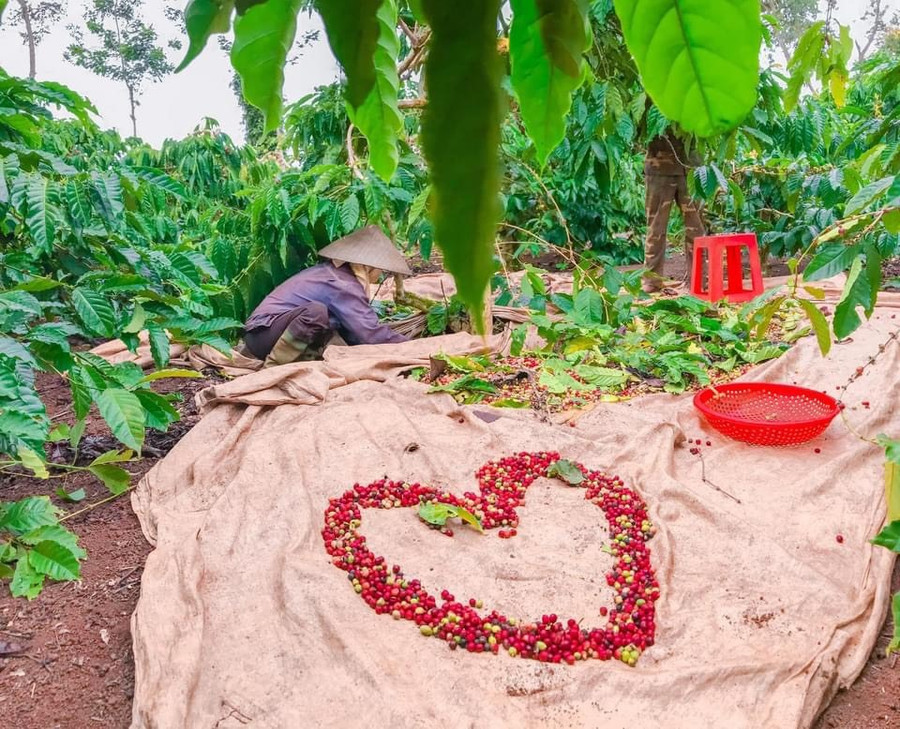 Nông dân có thể yên tâm khi nguồn nhiên liệu đảm bảo. Ảnh: B.T