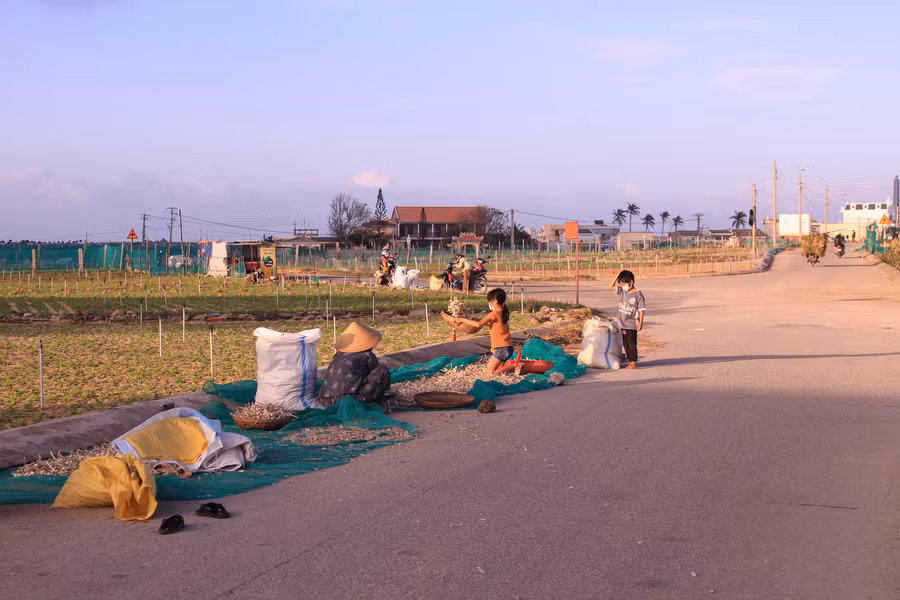 Người dân Lý Sơn sống cùng với tỏi