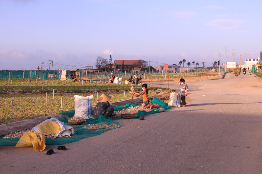 Người dân Lý Sơn sống cùng với tỏi