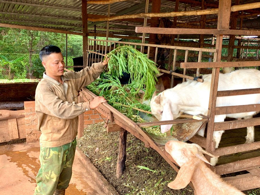 Anh Minh Gia Thiện-Thôn 4, xã Ia Tôr, huyện Chư Prông với mô hình nuôi dê. Ảnh: Kim Linh