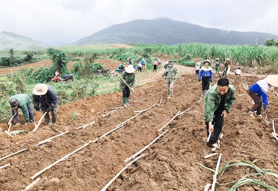 Nông dân Đak Pơ có thu nhập ổn định nhờ trồng mía. Ảnh: Nguyễn Hiền