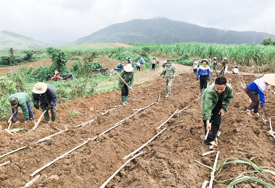 Nông dân Đak Pơ có thu nhập ổn định nhờ trồng mía. Ảnh: Nguyễn Hiền