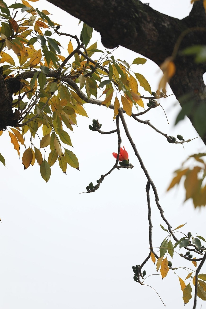 Hoa gạo xuất hiện cũng là thời khắc báo hiệu những ngày rét chuẩn bị đi qua và mùa hè đang tới. Ảnh: Phạm Hậu/TTXVN