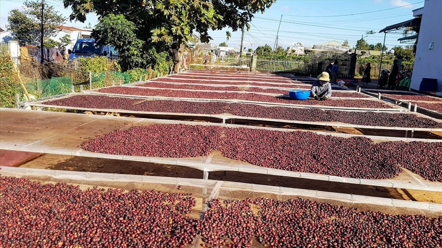 Xuất khẩu cà phê đang được kỳ vọng đạt 6 tỉ USD vào năm 2030. Ảnh: Vũ Long Xuất khẩu cà phê đang được kỳ vọng đạt 6 tỉ USD vào năm 2030. Ảnh: Vũ Long