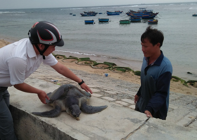 Lực lượng cứu hộ chăm sóc và giải cứu rùa biển về đại dương. Ảnh: VQG Núi Chúa cung cấp
