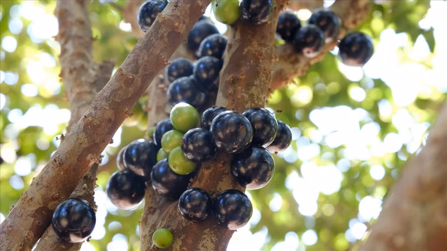 Nho thân gỗ còn được nhiều người chọn làm cây phong thủy. Ảnh: H. Thắm