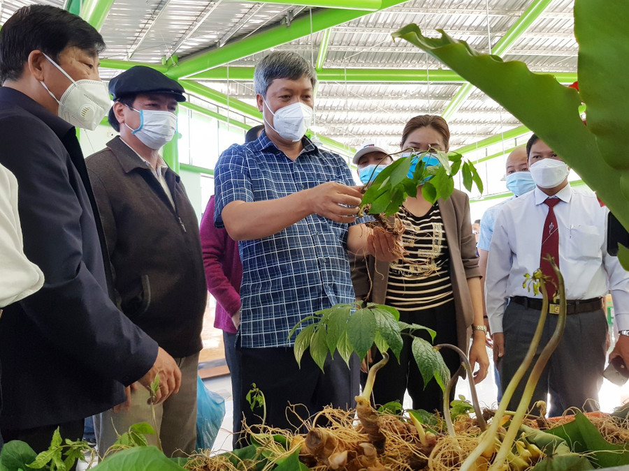 Ông Hồ Quang Bửu, Phó chủ tịch UBND tỉnh Quảng Nam, trao đổi với các doanh nghiệp buôn bán sâm tại phiên chợ sâm Nam Trà My. Ảnh: Mạnh Cường Ông Hồ Quang Bửu, Phó chủ tịch UBND tỉnh Quảng Nam, trao đổi với các doanh nghiệp buôn bán sâm tại phiên chợ sâm Nam Trà My. Ảnh: Mạnh Cường