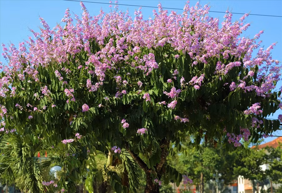 Hiện nay, thị trấn Mađaguôi đã phát triển được hơn 400 cây hoa bằng lăng trên các tuyến đường đô thị. Ảnh: Phan Tuấn
