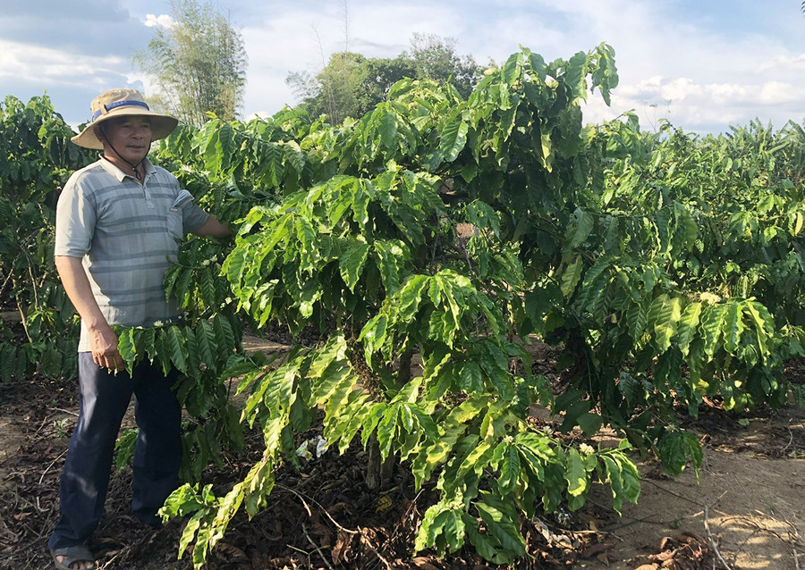  Hiện tại, ở tuổi 62 ông Đỗ Đức Học vẫn chăm sóc 7 ha cà phê. Ảnh: Anh Huy