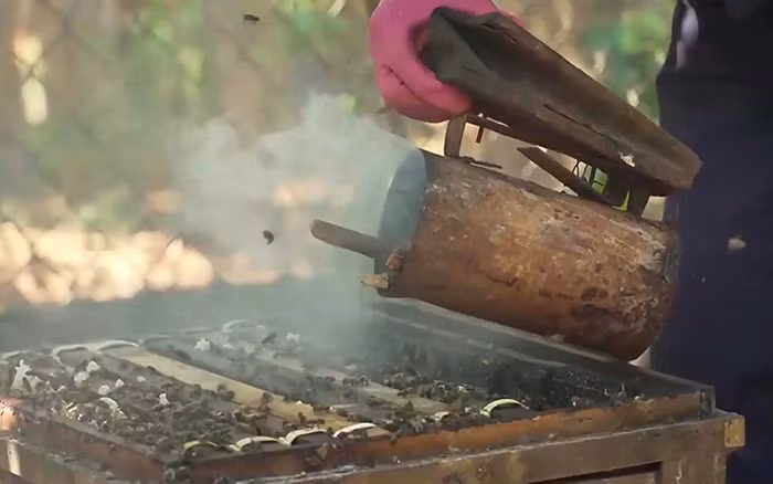 Hun khói để ong say, không đốt người.