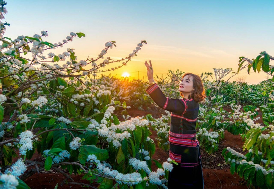 Mùa hoa cà phê nở. Ảnh: Ngọc Thu