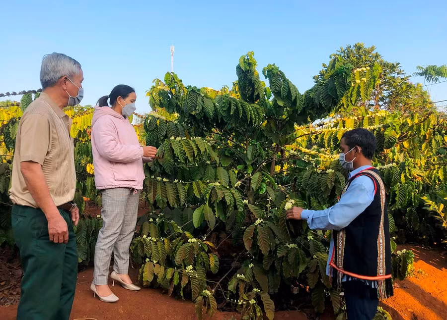 Cán bộ xã Đak Sơ Mei hướng dẫn người dân làng Bok Rei chăm sóc cà phê theo tiêu chuẩn 4C. Ảnh: Đinh Yến Cán bộ xã Đak Sơ Mei hướng dẫn người dân làng Bok Rei chăm sóc cà phê theo tiêu chuẩn 4C. Ảnh: Đinh Yến
