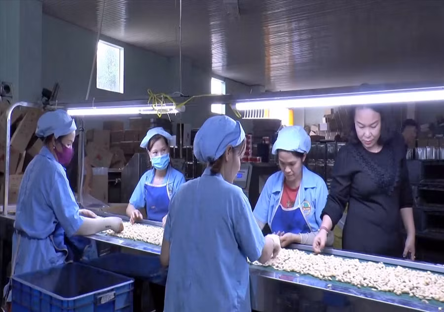 Nhà máy sản xuất hạt điều nhân xuất khẩu Hồng Đức. Ảnh: Phan Tuấn