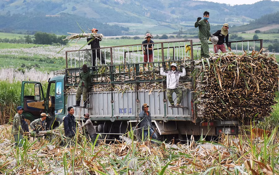 Đến thời điểm này, sản lượng mía của huyện Kbang đã thu hoạch hơn 70% diện tích. Ảnh: Minh Nguyễn Đến thời điểm này, vụ ép năm 2021-2022, sản lượng mía của huyện Kbang đã thu hoạch đạt trên 70% diện tích. Ảnh: Minh Nguyễn