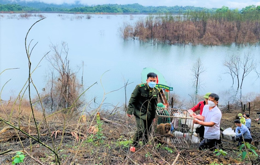 Hoạt động hết sức có ý nghĩa trong công tác bảo tồn đa dạng sinh học các loài động vật hoang dã. Ảnh: PV Hoạt động hết sức có ý nghĩa trong công tác bảo tồn đa dạng sinh học các loài động vật hoang dã. Ảnh: PV