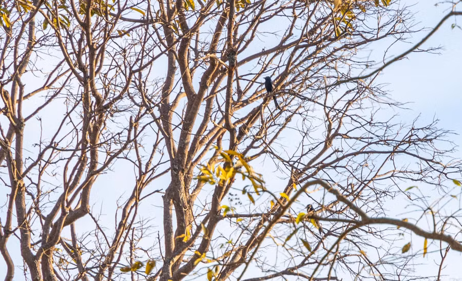 ...lắng nghe tiếng chim ẩn khuất trên những cành cây cao.
