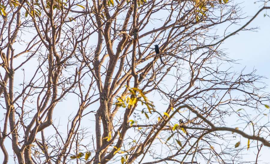 ...lắng nghe tiếng chim ẩn khuất trên những cành cây cao.