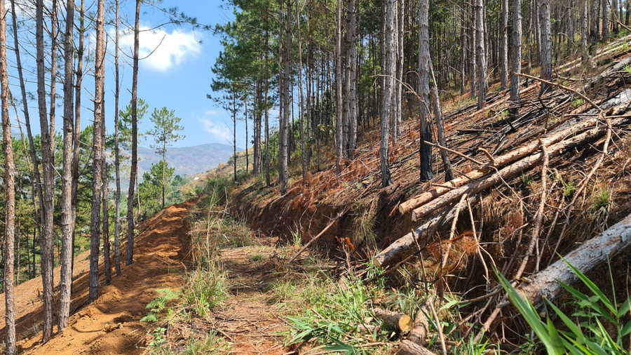 Dùng xe cơ giới làm ranh giữa rừng thông. Ảnh: Lâm Viên