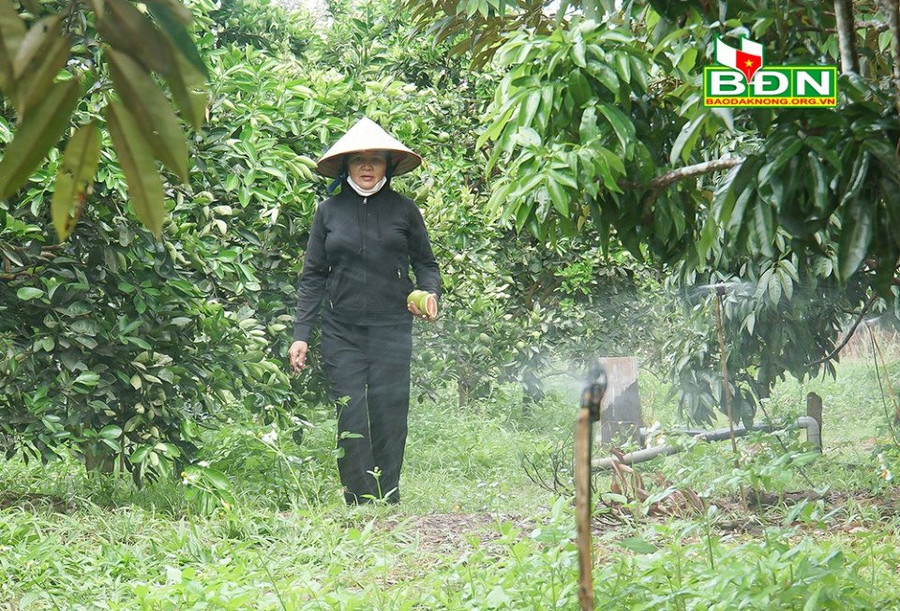 Toàn bộ vườn cây đều được tưới bằng hệ thống bét phun sương.