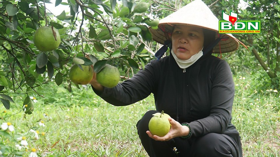 1.500 cây cam cara ruột đỏ của bà Xinh đang cho thu hoạch với thu nhập khá cao.