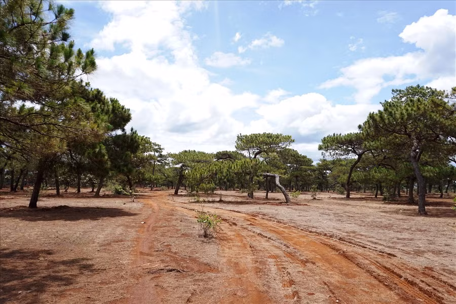  Còn dấu tích vết xe cộ hằn in trên những mảng cỏ đã cháy. Ảnh T.T