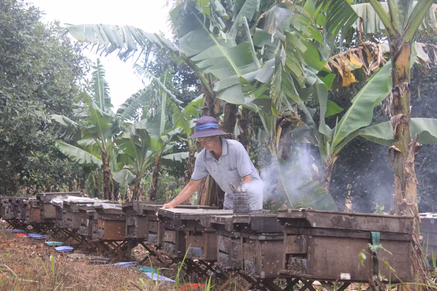 Ông Viên Đình Sơn (phường Đạt Hiếu, thị xã Buôn Hồ, tỉnh Đắk Lắk ) kiểm tra đàn ong của gia đình.