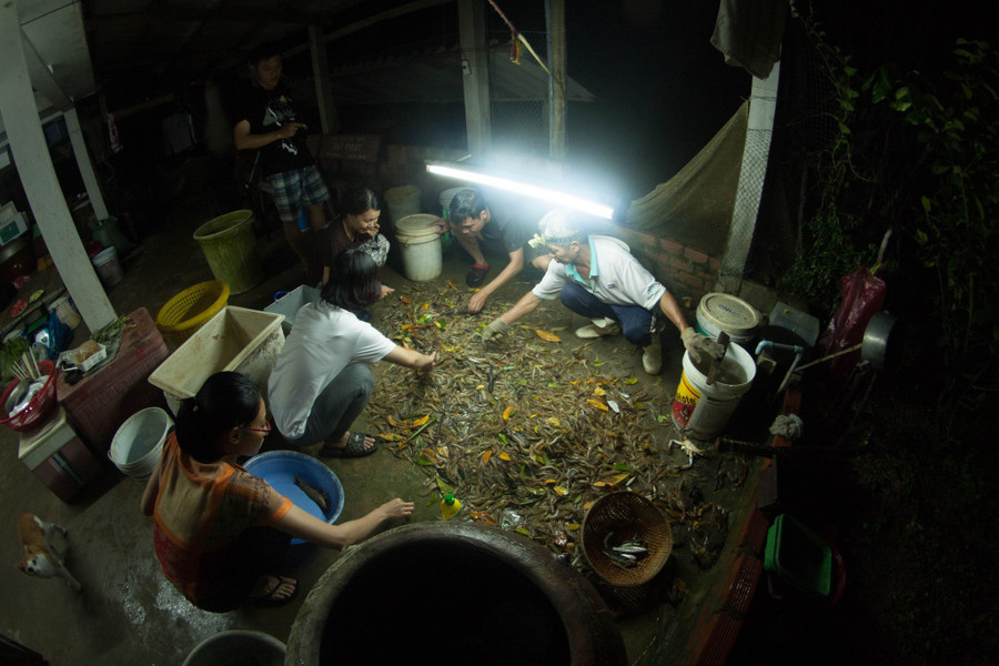 Gia đình anh Thành thu hoạch tôm theo con nước. Ảnh: Duy Tân