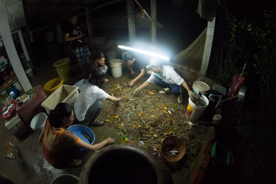 Gia đình anh Thành thu hoạch tôm theo con nước. Ảnh: Duy Tân