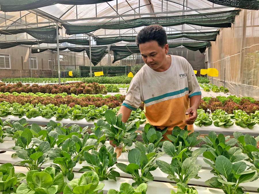 Ngưởi dân huyện Chư Păh sản xuất rau xanh theo phương pháp thủy canh, ứng dụng công nghệ cao. Ảnh: Lê Nam