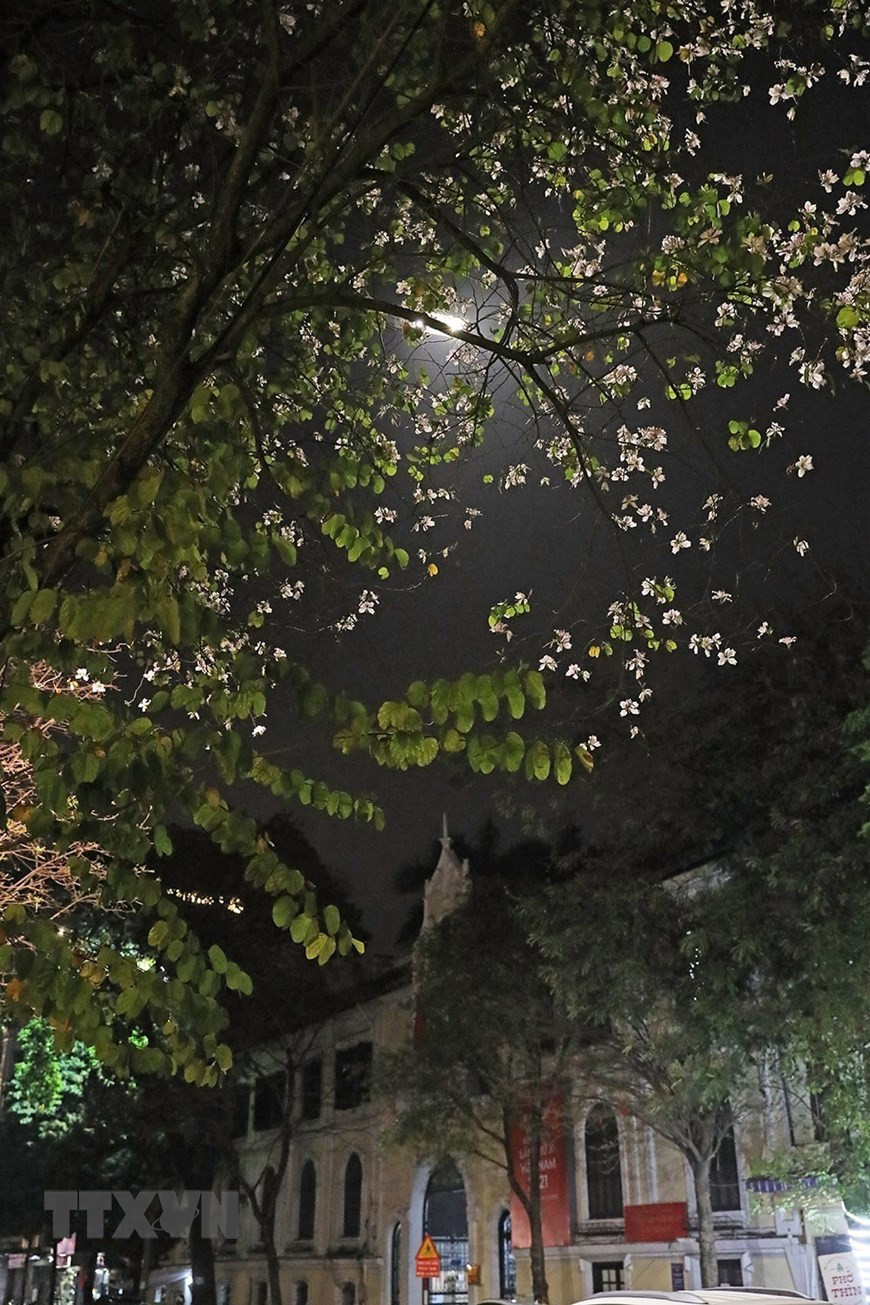 Bên cạnh những cây lộc vừng, hoa sưa, hoa gạo quanh hồ Hoàn Kiếm thì hoa ban cũng đã trở thành một phần của Hà Nội. Ảnh: Phạm Hậu/TTXVN