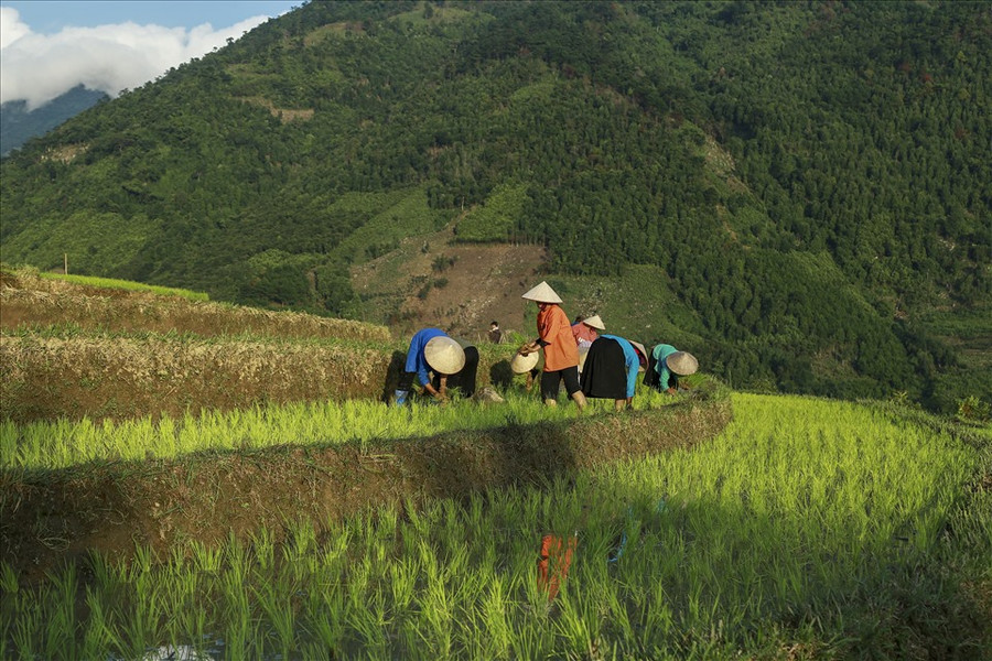 Không khí nhộn nhịp của ngày cấy lúa. Không khí nhộn nhịp của ngày cấy lúa.