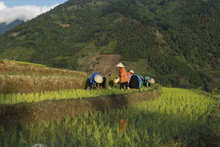 Không khí nhộn nhịp của ngày cấy lúa.