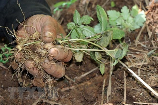 Cây giống sâm Ngọc Linh. Ảnh: Cao Nguyên/TTXVN