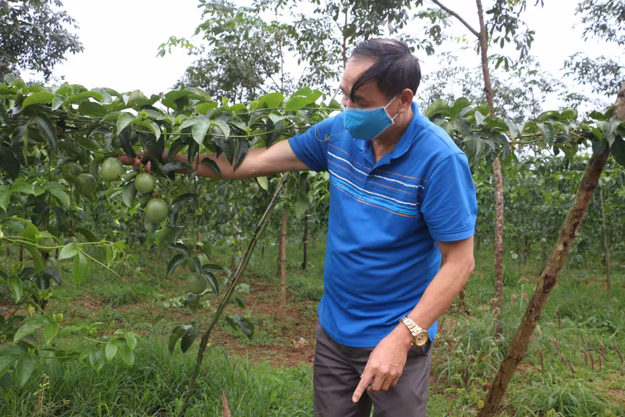 Vườn chanh dây của người dân xã Ia Pếch (huyện Ia Grai). Ảnh: Nguyễn Diệp