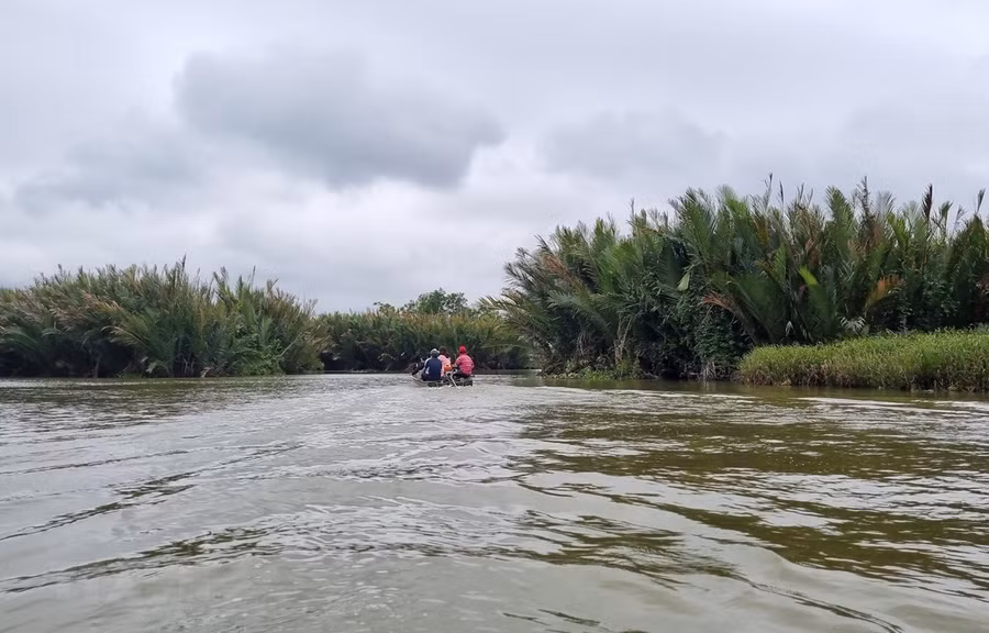 Rừng dừa nước tại xã Bình Phước. Ảnh: Đinh Hương/TTXVN