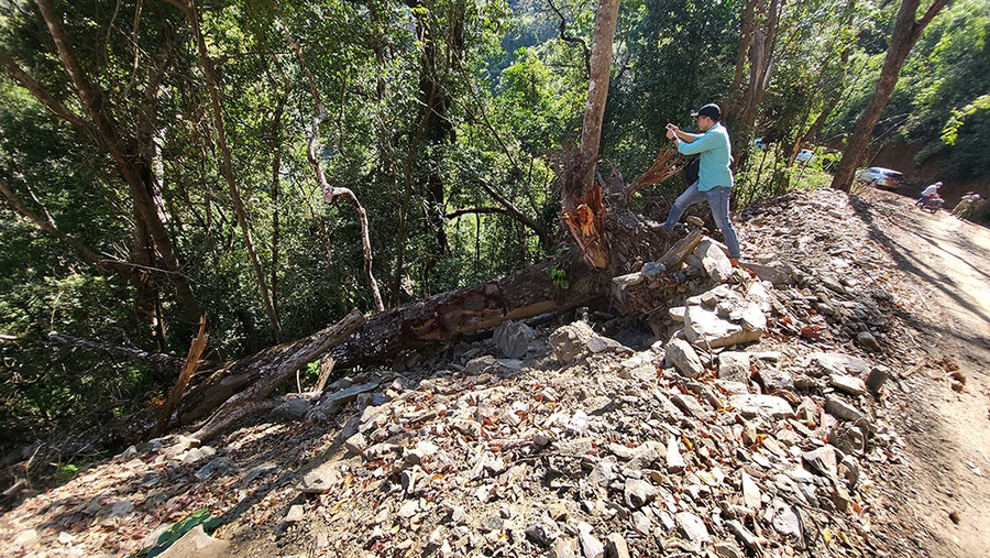 Trữ lượng gỗ thiệt hại hơn 187 m3. Ảnh: Gia Bình