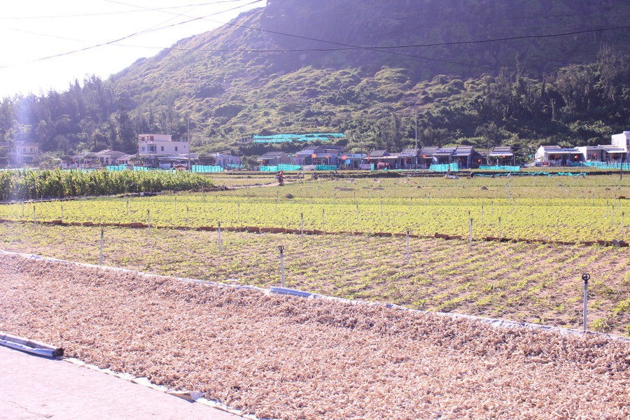 Tỏi trải khắp đảo Lý Sơn