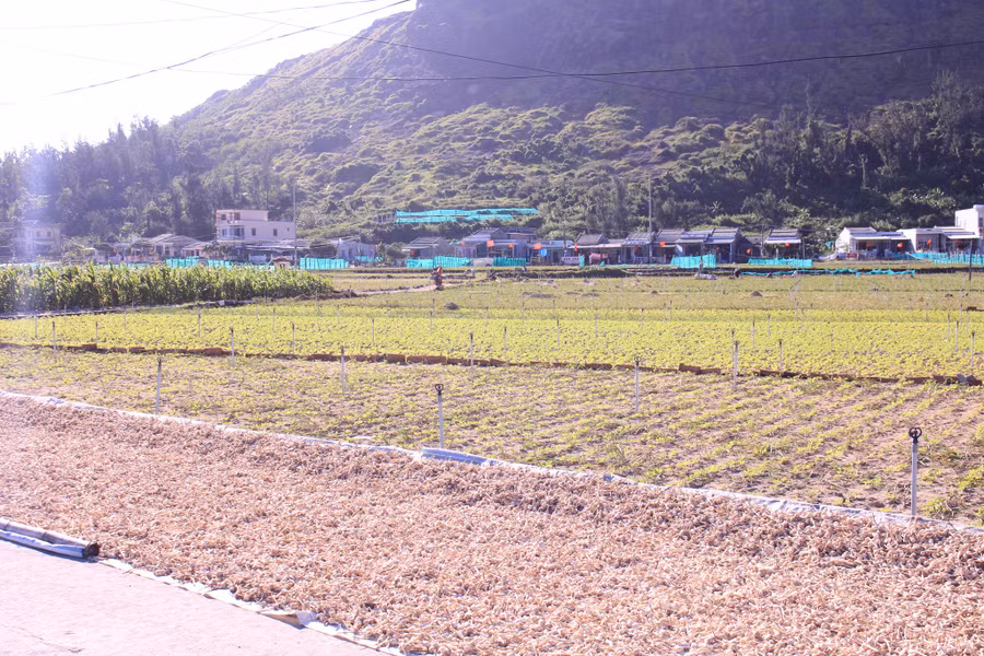 Tỏi trải khắp đảo Lý Sơn