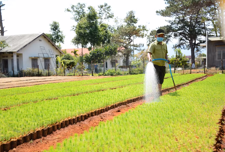 Ban Quản lý rừng phòng hộ Mang Yang tự ươm cây giống phục vụ cho công tác trồng rừng thay thế. Ảnh: Minh Phương Ban Quản lý rừng phòng hộ Mang Yang tự ươm cây giống phục vụ cho công tác trồng rừng thay thế. Ảnh: Minh Phương