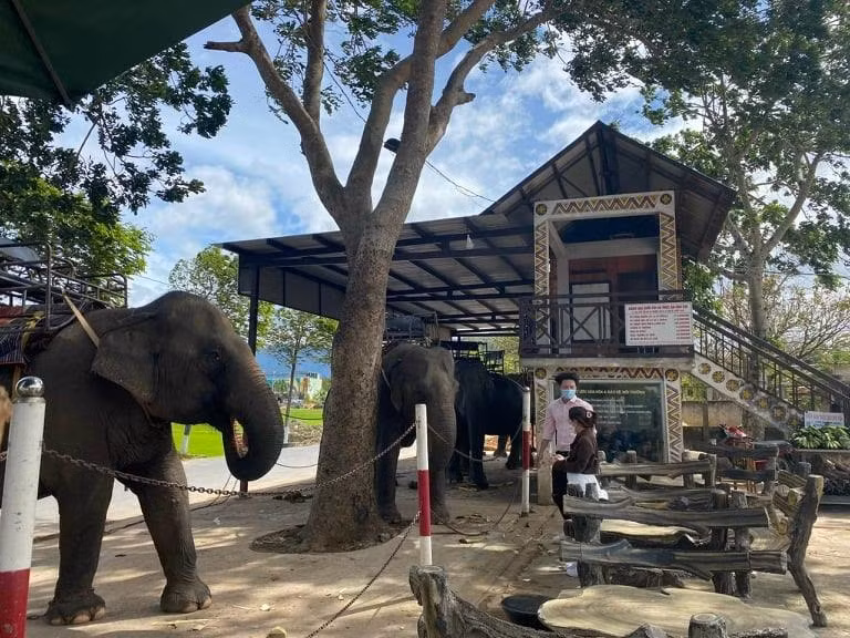 Đa số voi nhà ở Đắk Lắk đang được khai thác làm du lịch. Ảnh: Bảo Trung