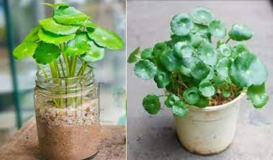 Rau má lá sen có nhiều lợi ích sức khỏe như giảm viêm, làm đẹp da. Đồ họa: Thanh Ngọc