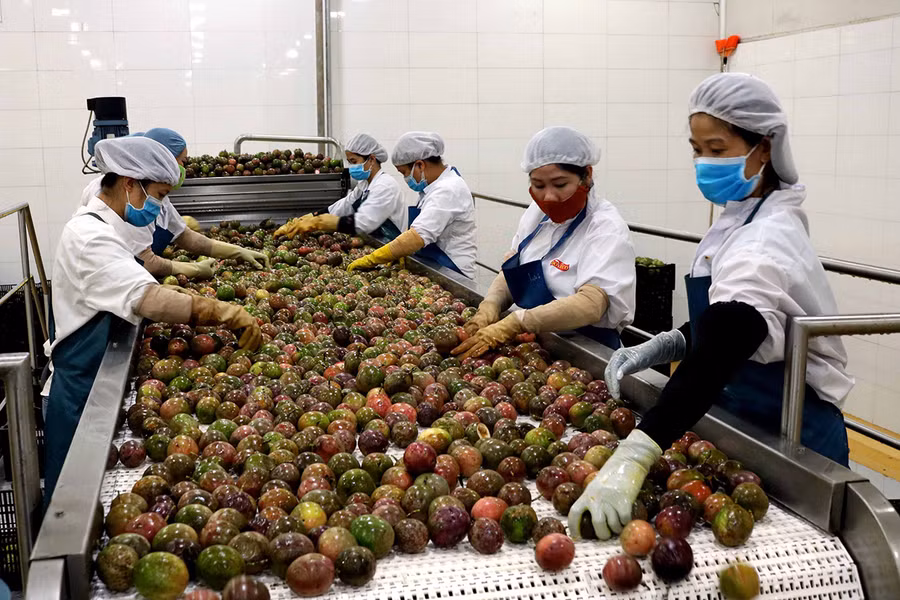  Quy trình lựa chọn chanh dây tại Công ty TNHH một thành viên xuất nhập khẩu rau quả DOVECO Gia Lai. Ảnh: Lê Anh