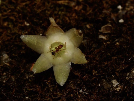 Hoa của cây sâm cau mới tại VQG Cát Tiên