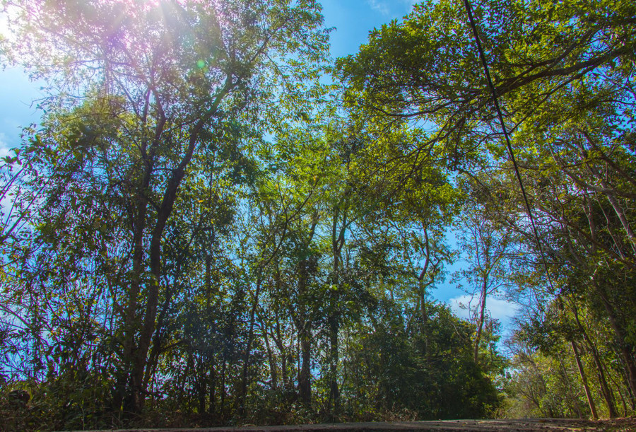 Con đường vào lâm viên rợp bóng cây xanh.