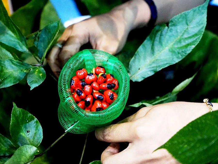 Hạt sâm Ngọc Linh được trồng trên xã Trà Linh, H.Nam Trà My, Quảng Nam. Ảnh: Mạnh Cường