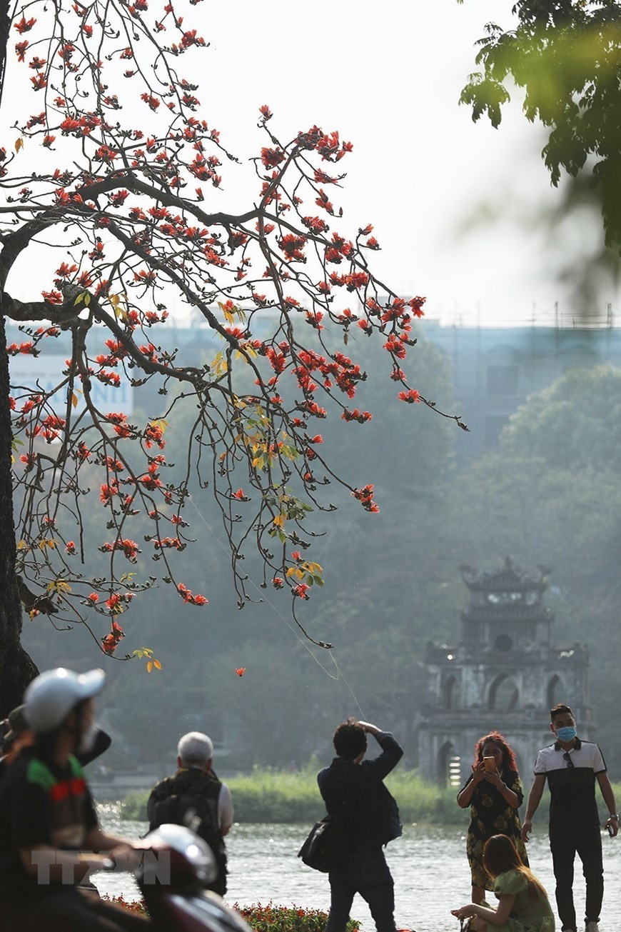 Vào mỗi độ ra hoa, vẻ đẹp của hoa gạo như những đốm lửa nhỏ rực cháy bên Hồ Hoàn Kiếm luôn thu hút sự chú ý của nhiều người. Ảnh: Phạm Hậu/TTXVN
