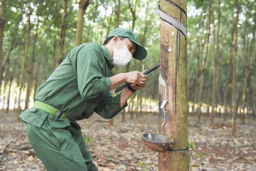 2 tháng đầu năm 2022, Việt Nam xuất khẩu sang Trung Quốc 210.420 tấn cao su. Trong ảnh: Công nhân khai thác mủ cao su tại Bình Phước. Ảnh: I.T  2 tháng đầu năm 2022, Việt Nam xuất khẩu sang Trung Quốc 210.420 tấn cao su. Trong ảnh: Công nhân khai thác mủ cao su tại Bình Phước. Ảnh: I.T